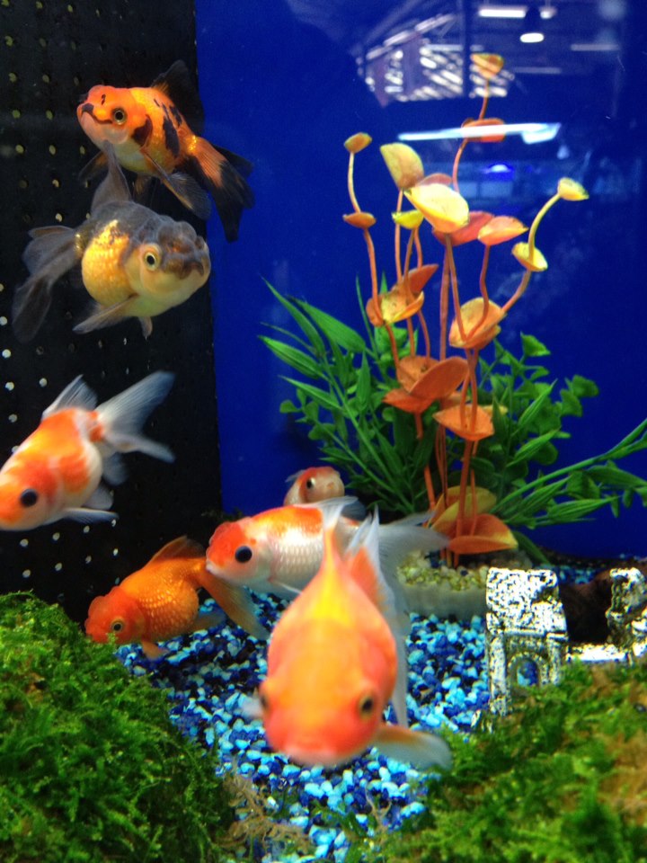 Poissons d'aquarium Aix La Garde Hyeres Port Grimaud Villaverde