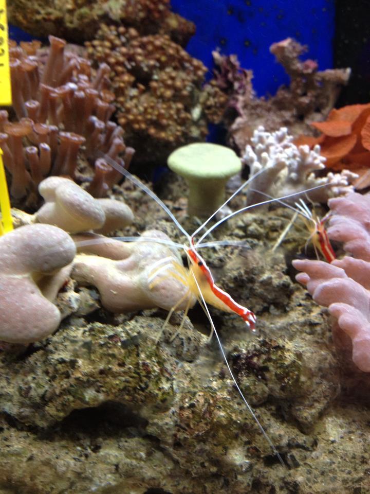 Poissons d'aquarium Aix La Garde Hyeres Port Grimaud Villaverde