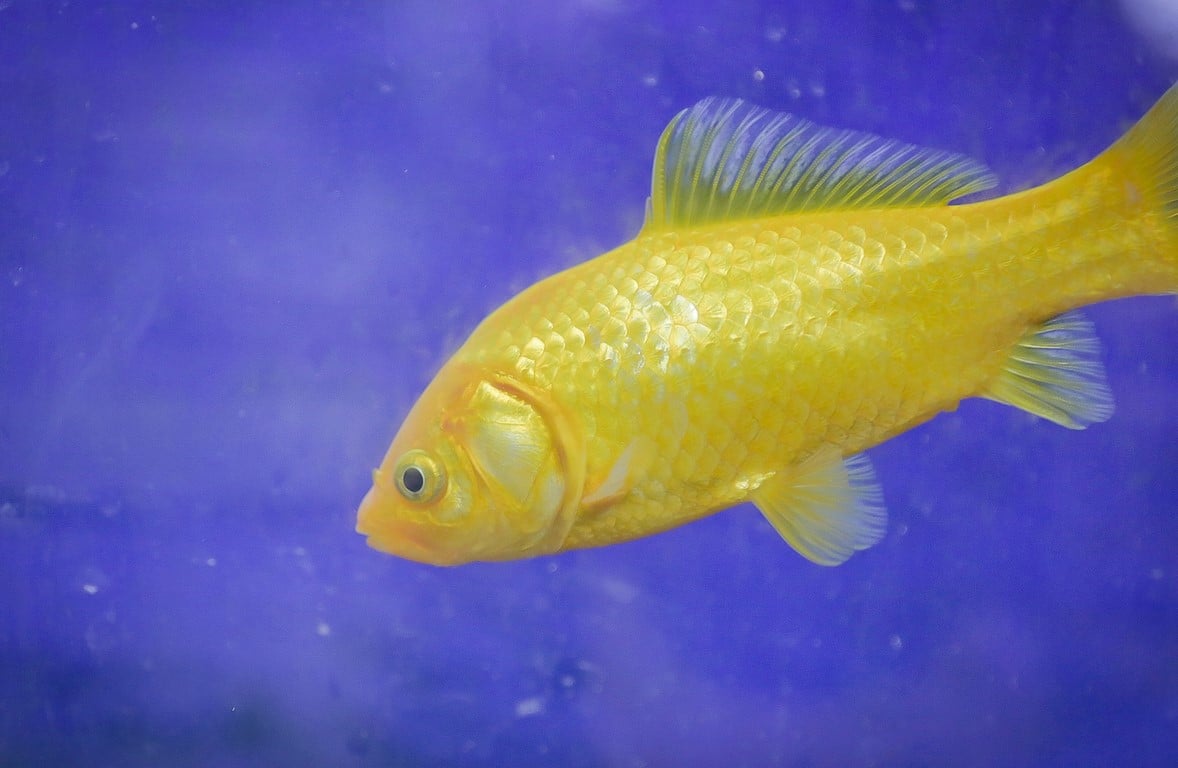 Poissons d'aquarium Aix La Garde Hyeres Port Grimaud Villaverde