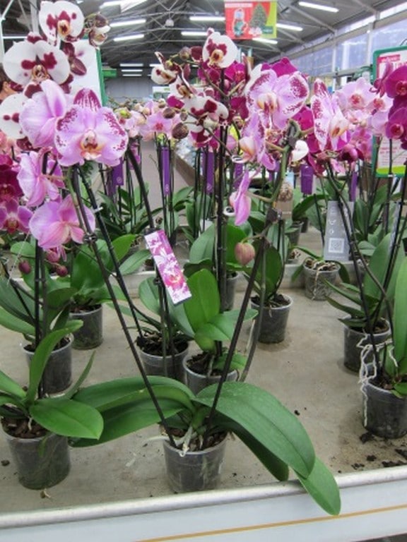 PHALAENOPSIS 1 BRANCHE
