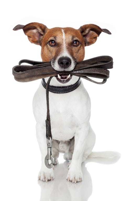 Accessoires Chiens