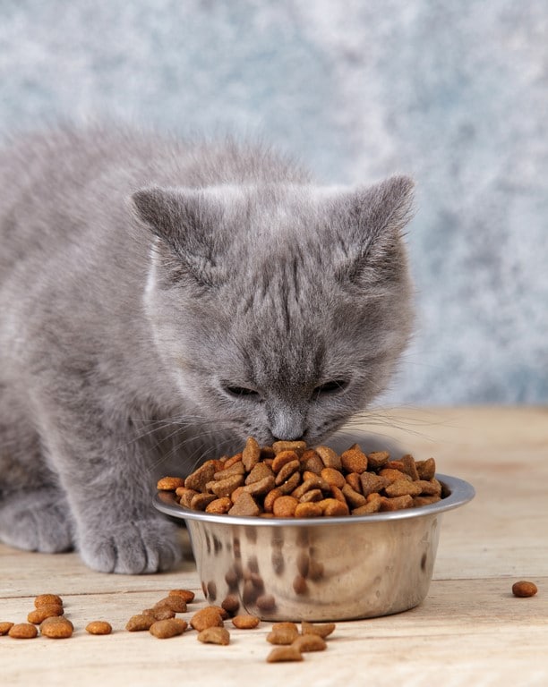 Alimentation Chats