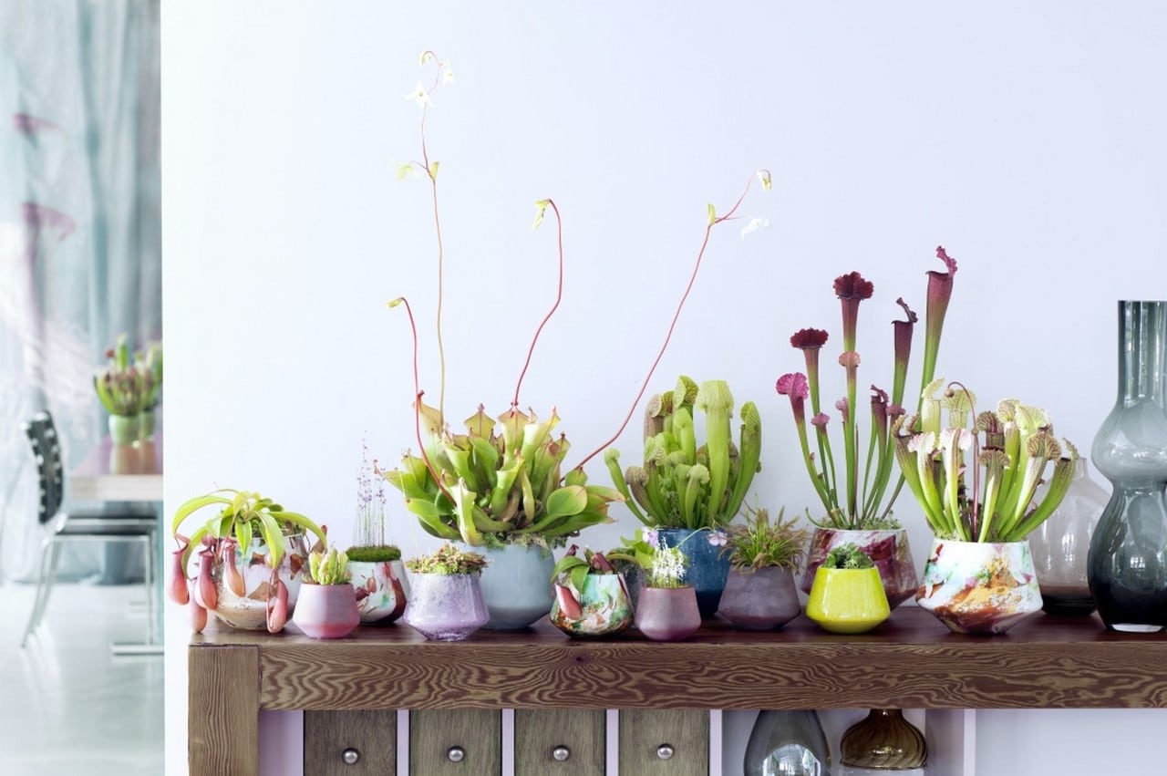 Nouvel arrivage de plantes carnivores a Rocchietta villaverde meyreuil.