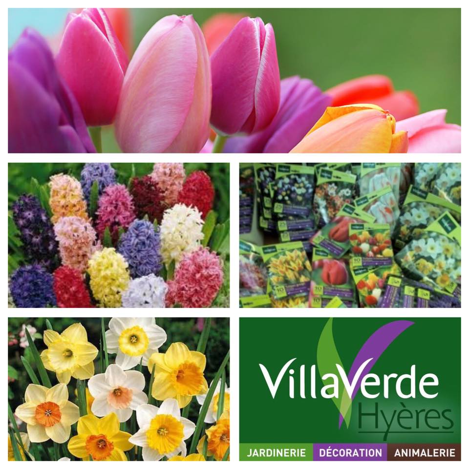 Les bulbes sont arrivés   A planter maintenant pour une floraison printanière !