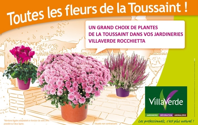 un grand choix de chrysanthemes pour la Toussaint est disponible dans vos jardineries villaverde Rocchietta d’ Aix en Provence,Port Grimaud,la Garde, Hyères, le Beausset et Fréjus.