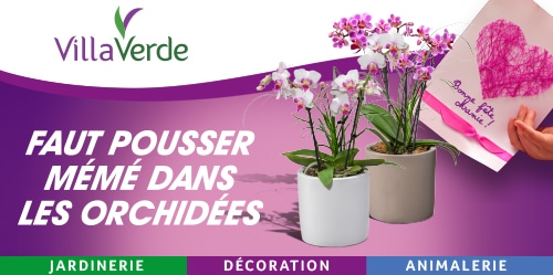 FAUT POUSSER MÉMÉ DANS LES ORCHIDÉES CHEZ VILLAVERDE