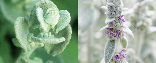 plante doudou aix , toulon ,hyeres