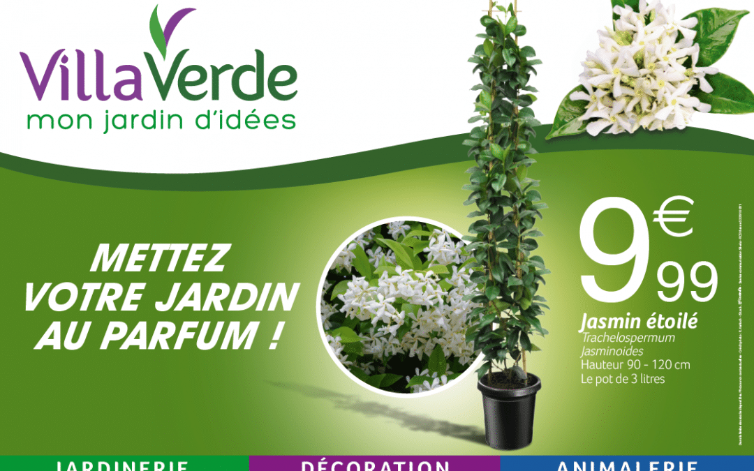 PROMOTION METTEZ VOTRE JARDIN AU PARFUM ! LE JASMIN ETOILE